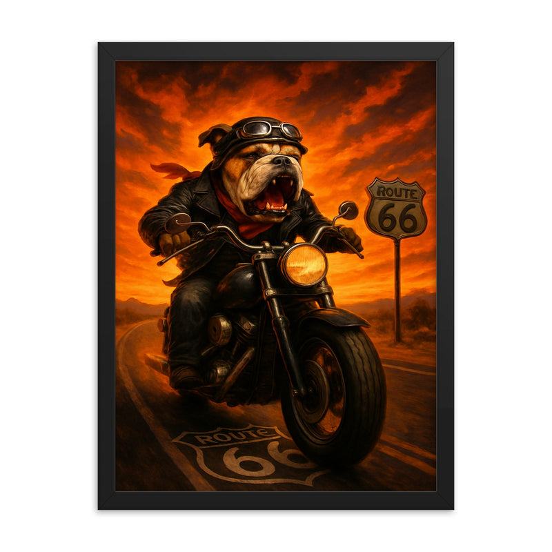 Bulldog biker roaring down Route 66 against a fiery sunset framed print on a plain backdrop in size 18