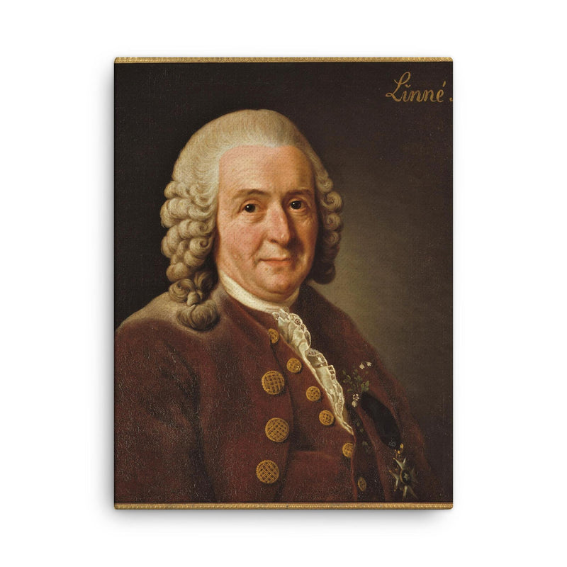 Carl Linnaeus canvas print on a plain backdrop in size 18
