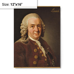 Carl Linnaeus metal print on a plain backdrop in size 12"x16".