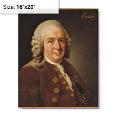 Carl Linnaeus metal print on a plain backdrop in size 16"x20".