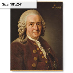 Carl Linnaeus metal print on a plain backdrop in size 18"x24".
