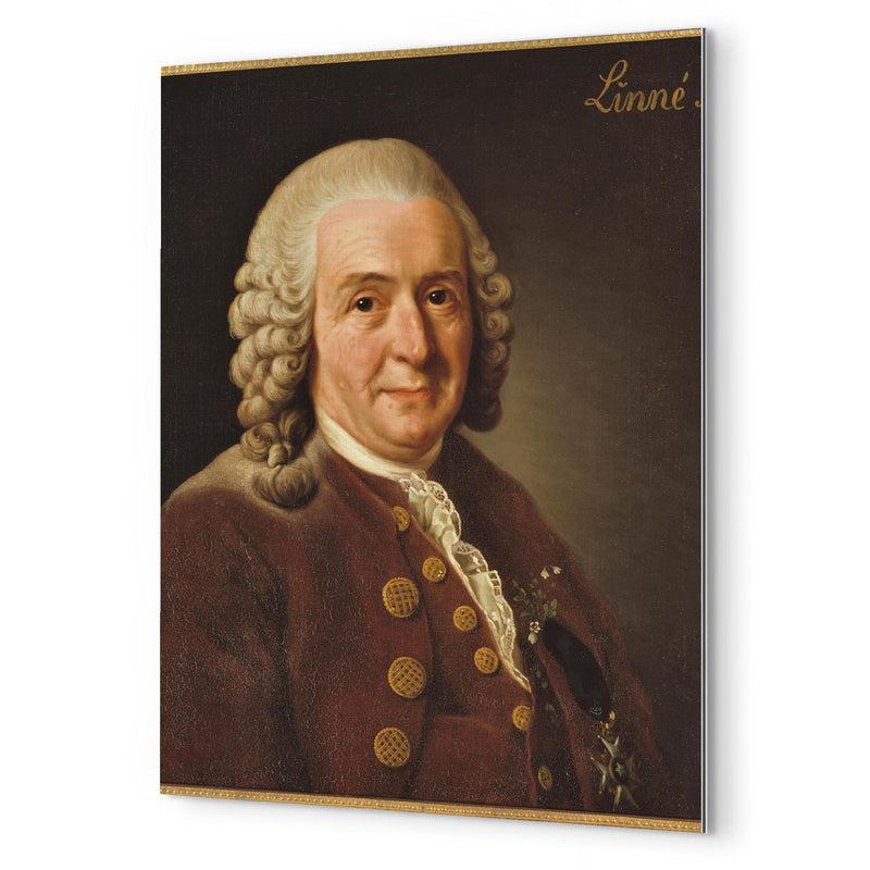 Carl Linnaeus metal print mockup