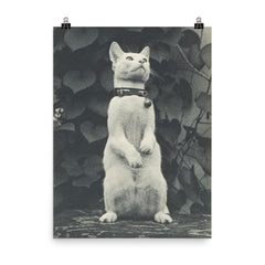 Cat in Eakins' Yard by Thomas Eakins poster on a plain backdrop in size 8"x10".