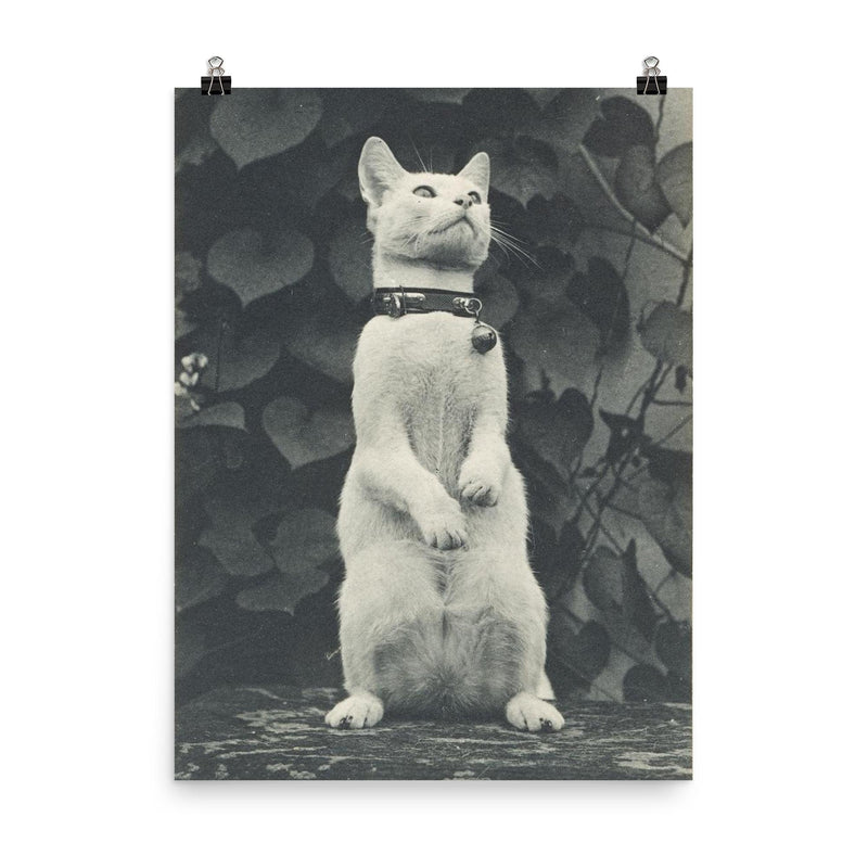 Cat in Eakins' Yard by Thomas Eakins poster on a plain backdrop in size 8