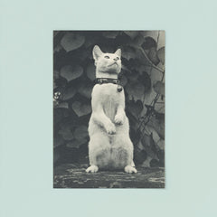 Cat in Eakins' Yard by Thomas Eakins poster 8