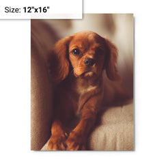 Cavalier King Charles Spaniel Puppy metal print on a plain backdrop in size 12"x16".