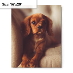 Cavalier King Charles Spaniel Puppy metal print on a plain backdrop in size 16"x20".