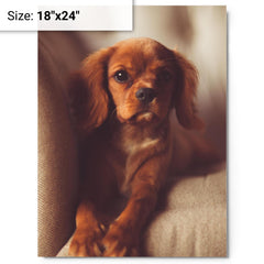 Cavalier King Charles Spaniel Puppy metal print on a plain backdrop in size 18"x24".