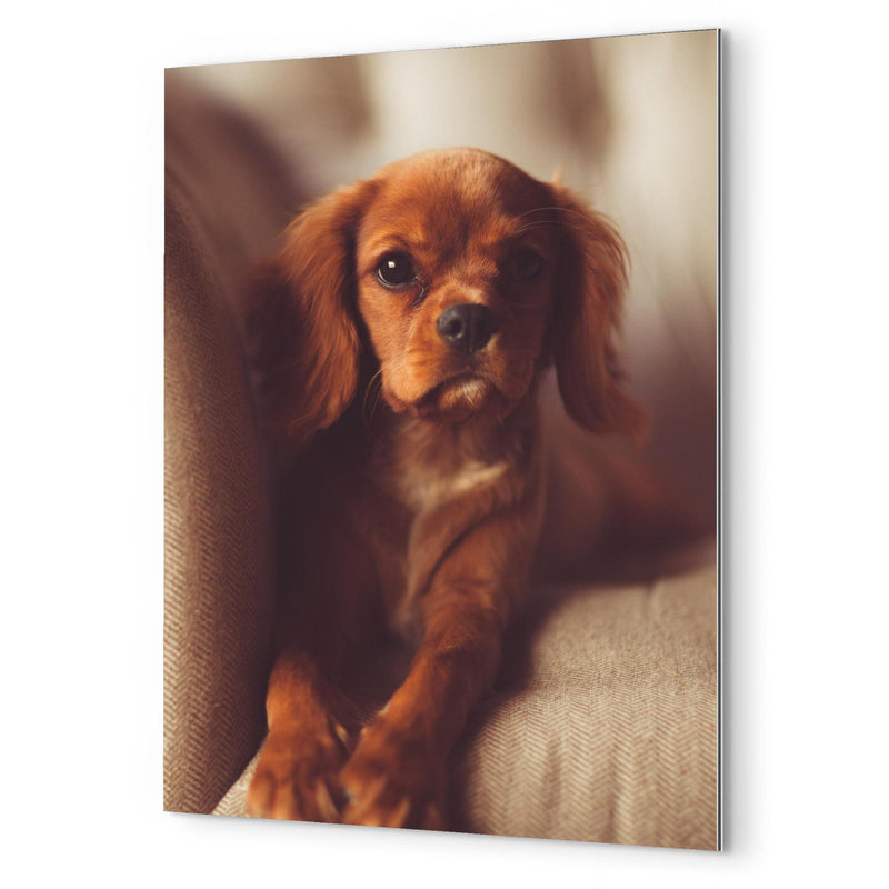 Cavalier King Charles Spaniel Puppy metal print mockup