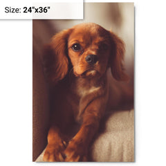 Cavalier King Charles Spaniel Puppy metal print on a plain backdrop in size 24"x36".