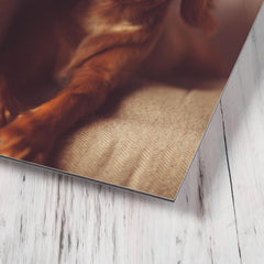 Cavalier King Charles Spaniel Puppy metal print mockup