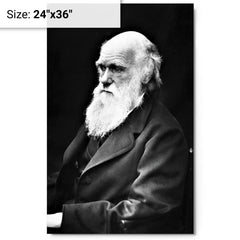 Charles Darwin metal print on a plain backdrop in size 24"x36".