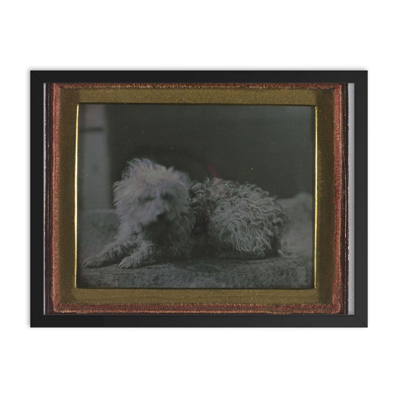 Daguerreotype Portrait of a Dog framed print on a plain backdrop in size 18