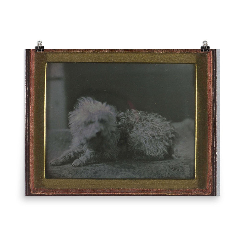 Daguerreotype Portrait of a Dog poster on a plain backdrop in size 8