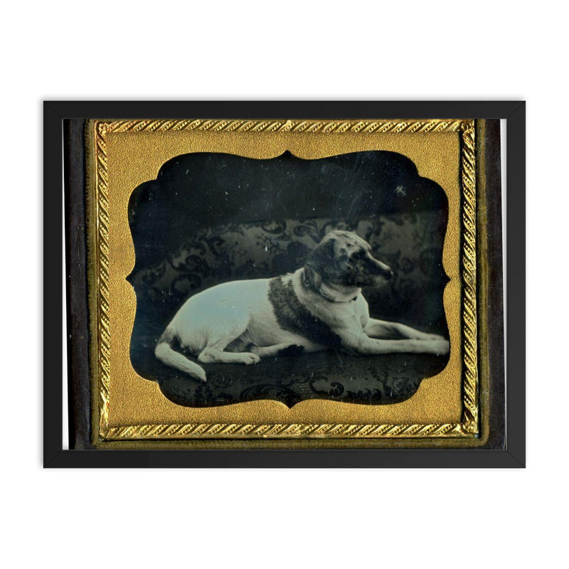 Daguerreotype Portrait of a Dog, c. 1855 framed print on a plain backdrop in size 18