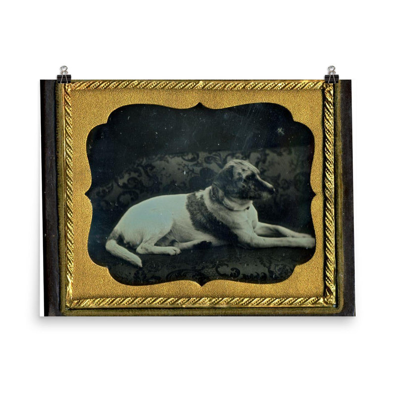 Daguerreotype Portrait of a Dog, c. 1855 poster on a plain backdrop in size 8