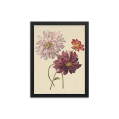 Dahlias by Willen Hekking framed print on a plain backdrop in size 12"x16".