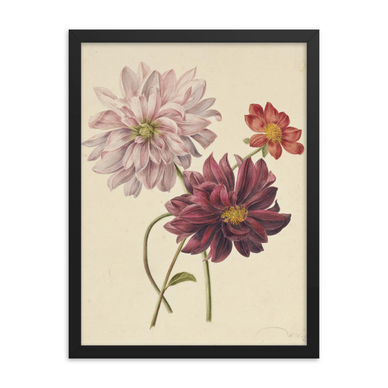 Dahlias by Willen Hekking framed print on a plain backdrop in size 18