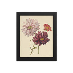 Dahlias by Willen Hekking framed print on a plain backdrop in size 8"x10".