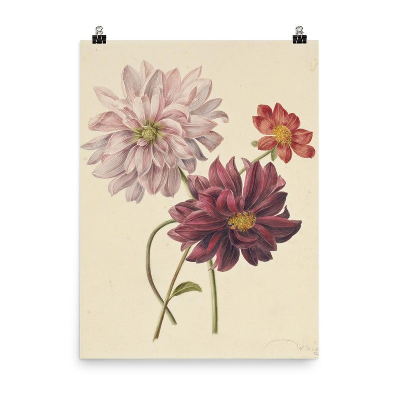 Dahlias by Willen Hekking poster on a plain backdrop in size 8
