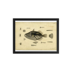 Drawing of a Balistoid by John Richard from the United States Exploring Expedition, 1838-1842 framed print on a plain backdrop in size 12"x16".