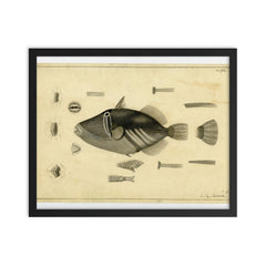 Drawing of a Balistoid by John Richard from the United States Exploring Expedition, 1838-1842 framed print on a plain backdrop in size 16"x20".