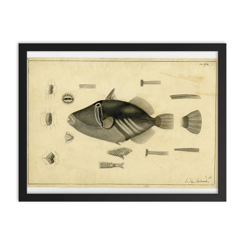 Drawing of a Balistoid by John Richard from the United States Exploring Expedition, 1838-1842 framed print on a plain backdrop in size 18