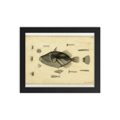 Drawing of a Balistoid by John Richard from the United States Exploring Expedition, 1838-1842 framed print on a plain backdrop in size 8"x10".