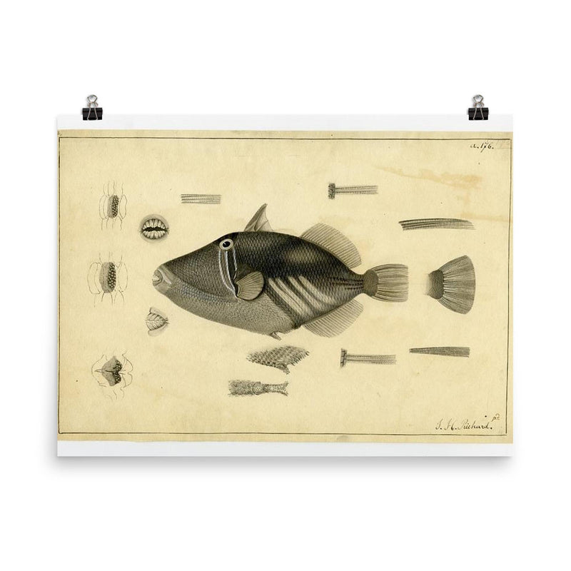 Drawing of a Balistoid by John Richard from the United States Exploring Expedition, 1838-1842 poster on a plain backdrop in size 8