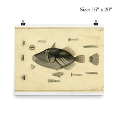 Drawing of a Balistoid by John Richard from the United States Exploring Expedition, 1838-1842 poster 2