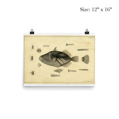 Drawing of a Balistoid by John Richard from the United States Exploring Expedition, 1838-1842 poster 3