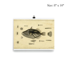 Drawing of a Balistoid by John Richard from the United States Exploring Expedition, 1838-1842 poster 4