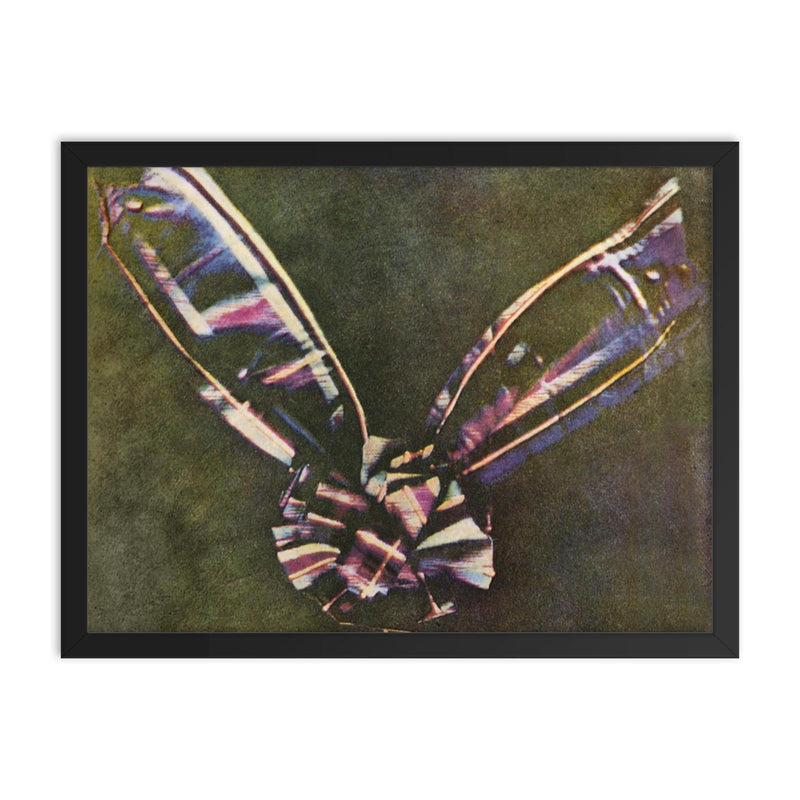 First Color Photograph, 1861 framed print on a plain backdrop in size 18