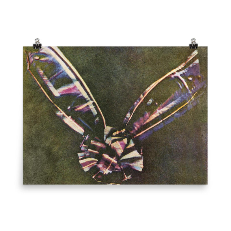 First Color Photograph, 1861 poster on a plain backdrop in size 8