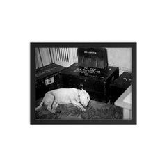 George S. Patton's Dog Willie Beside His Personal Belongings, December 1945 framed print on a plain backdrop in size 12"x16".