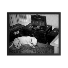 George S. Patton's Dog Willie Beside His Personal Belongings, December 1945 framed print on a plain backdrop in size 16"x20".