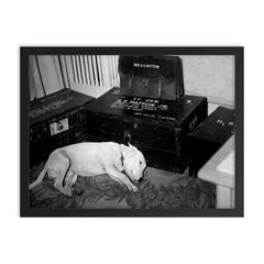 George S. Patton's Dog Willie Beside His Personal Belongings, December 1945 framed print on a plain backdrop in size 18"x24".