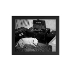 George S. Patton's Dog Willie Beside His Personal Belongings, December 1945 framed print on a plain backdrop in size 8"x10".