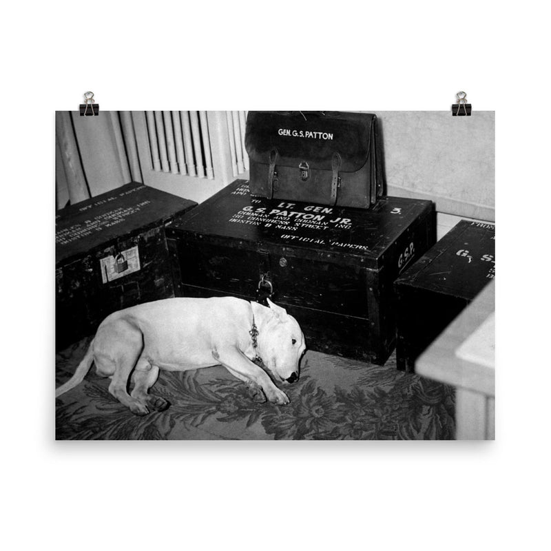 George S. Patton's Dog Willie Beside His Personal Belongings, December 1945 poster on a plain backdrop in size 8