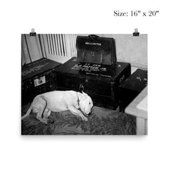 George S. Patton's Dog Willie Beside His Personal Belongings, December 1945 poster 2