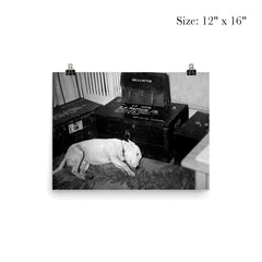 George S. Patton's Dog Willie Beside His Personal Belongings, December 1945 poster 3