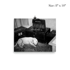 George S. Patton's Dog Willie Beside His Personal Belongings, December 1945 poster 4