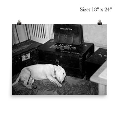 George S. Patton's Dog Willie Beside His Personal Belongings, December 1945 poster 5