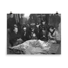 Hachiko Waiting at Shibuya Station, 1935 poster on a plain backdrop in size 8"x10".