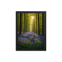 Hallerbos Bluebell Forest Belgium framed print on a plain backdrop in size 12"x16".