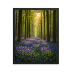 Hallerbos Bluebell Forest Belgium framed print on a plain backdrop in size 16"x20".