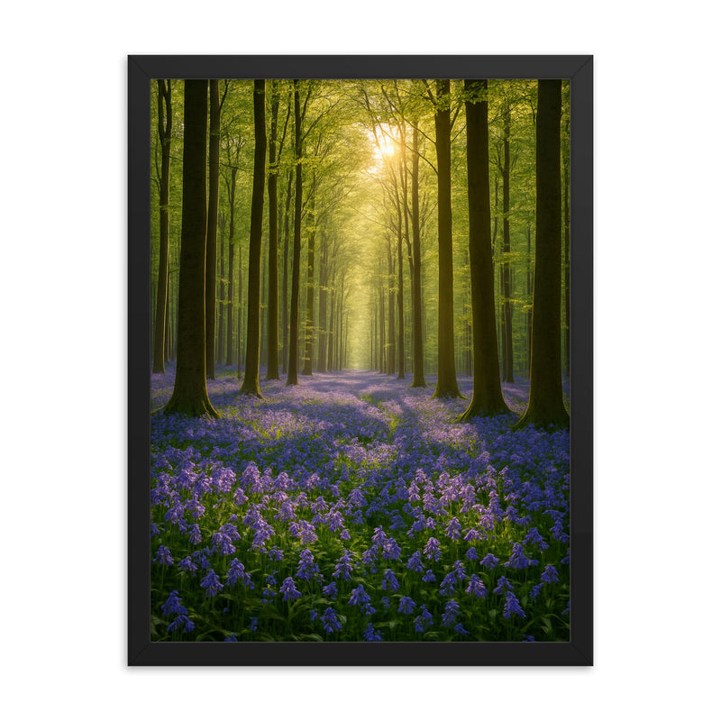 Hallerbos Bluebell Forest Belgium framed print on a plain backdrop in size 18