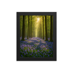 Hallerbos Bluebell Forest Belgium framed print on a plain backdrop in size 8"x10".