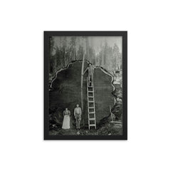Logging Family with a 1300-Year-Old Tree, 1892 framed print on a plain backdrop in size 12"x16".