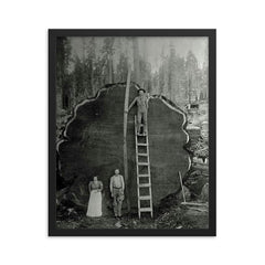 Logging Family with a 1300-Year-Old Tree, 1892 framed print on a plain backdrop in size 16"x20".